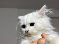 3 AYLIK AŞILARI EKSİKSİZ TEMİZ SAĞLIKLI YAVRU BRİTİSH