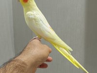 ERKEK SULTAN PAPAĞANI