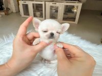 Minyatür Cep Boy Wc Eğitimli Chihuahua
