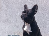 Blue taşıyıcı micro dişi french bulldog