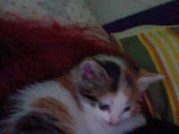 48 günlük dişi kedi