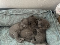 British Shorthair 4 Yavru