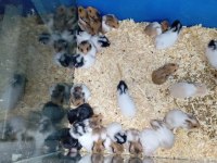 Yavru Hamster