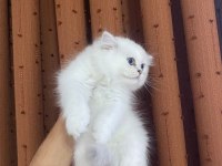 British Longhair Silver Point Erkek