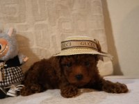 Kore poodle yavrularımız teslime hazırdır