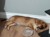 Pekinez köpeğim