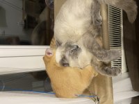 British Shorthair Golden 3 Aylık Oyuncu
