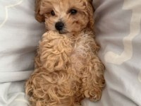Poodle Gibi Maltipoo Bebekler
