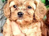 Maltipoo efsane bebekler