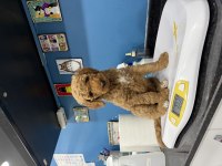 Dev Poodle Köpeği
