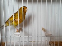 Öter durumda kanaryalar