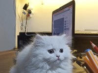 BRİTİSH LONGHAİR YAVRULAR