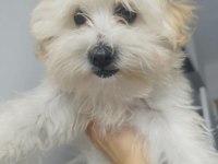 Sanslı maltipoo