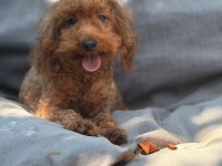 2 Yaş Dişi Toy Poodle