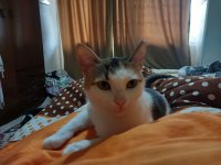 9 aylık dişi sevgi dolu kısır kedimiz için yuva