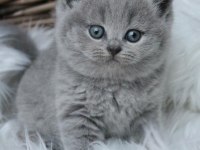 Top kafa panda surat scottish fold bebekler
