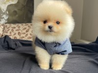 Boo surat pomeranian yavrular