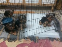 Yorkshire terrier bebekler