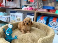 KORE MALTİPOO YAVRUMUZ YENİ AİLESİNİ BEKLİYOR