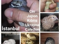 Bıldırcın ve bıldırcın yumurtası