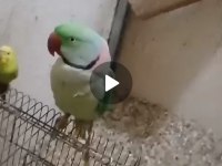 PAKİSTAN PAPAĞANLARIMIZ TAZE GELDİLER