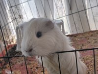 Erkek yetişkin guinea pig açıklamayı okuyun
