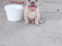 French bulldog