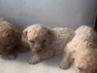 MALTİPOO BEBEKLER