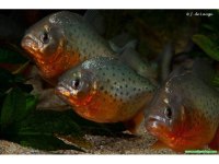Pirana Natteri Etcil 1 Adet 4-5 Cm ORJİNAL