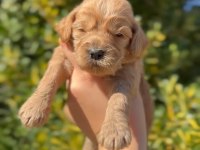 F1 Maltipoo Bebekler