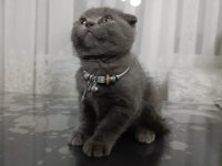 2 aylık scottish fold dişi yavru