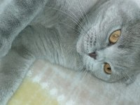 Scottish fold kedimiz