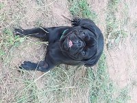 2 yaşında erkek pug