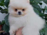 Yuva arıyor pomeranian boo