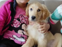 3 aylık bebek suratlı golden retriever