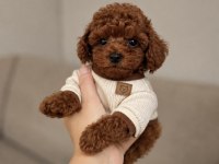 Premium Kalitede Toy Poodle Yavruları