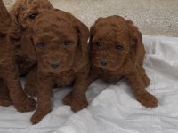 Güzelliğiyle Büyüleyen Red Brown Toy Poodle