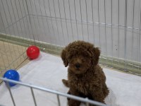 5 aylık toy poodle acil