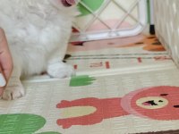 Pet eğitimli ev doğumlu maltese yavrular