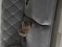 Scottish fold kedim