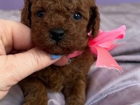 Teacup kore poodle yavrular