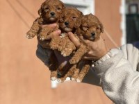 2 aylık poodle yavrularımız