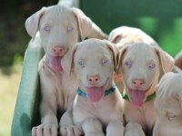 Albino Doberman Köpeği