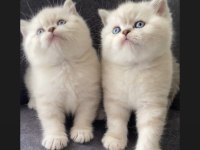 Safkan Ayı Surat Golden Point British Shorthair Bebekler