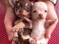 Tea Cup Yavru Chihuahua Sigara Kutusu Kadar