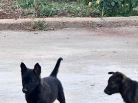 Anne baba A kalite belçika kurdu yavrular