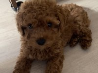 GÖLGEMİZ ÇOK TATLI POODLE