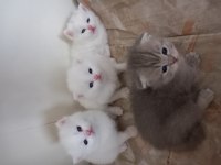 45 günlük british shorthair yavrular