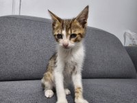 Bakıma ihtiyacı var kedimizin