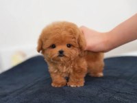 ORJINAL KORE TEACUP MALTIPOO YAVRUMUZ